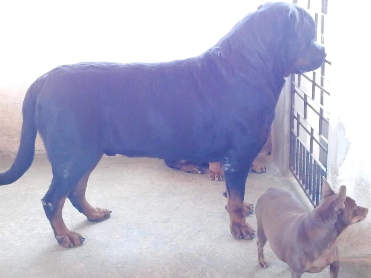 Rottweiler para Cobertura