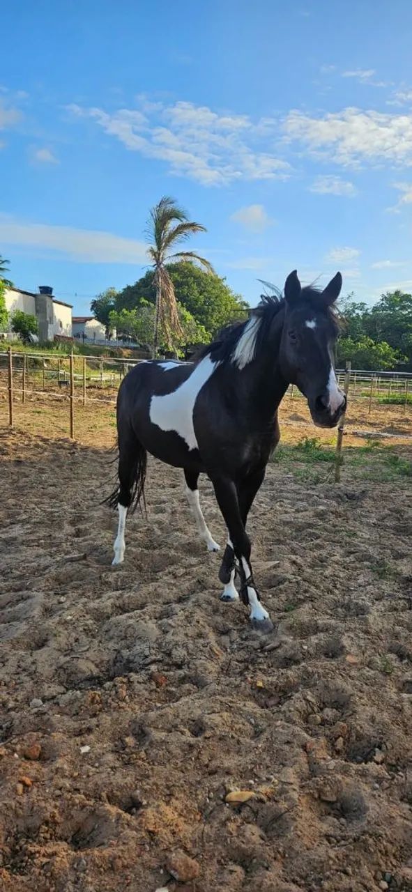 Cavalo de Hipismo  - Foto 4