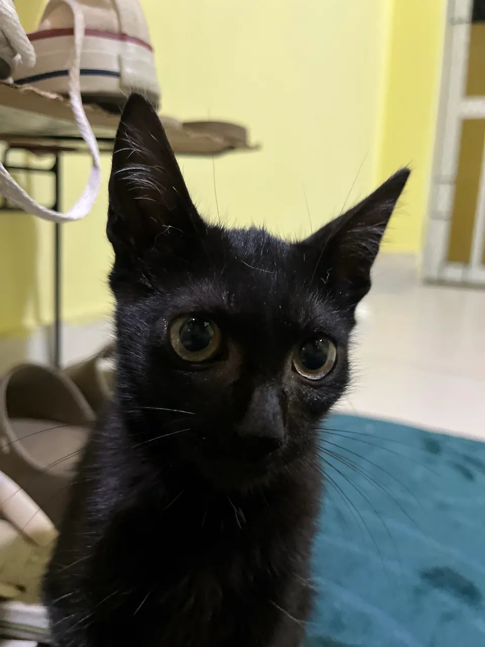 Adoção responsável  - Foto 5