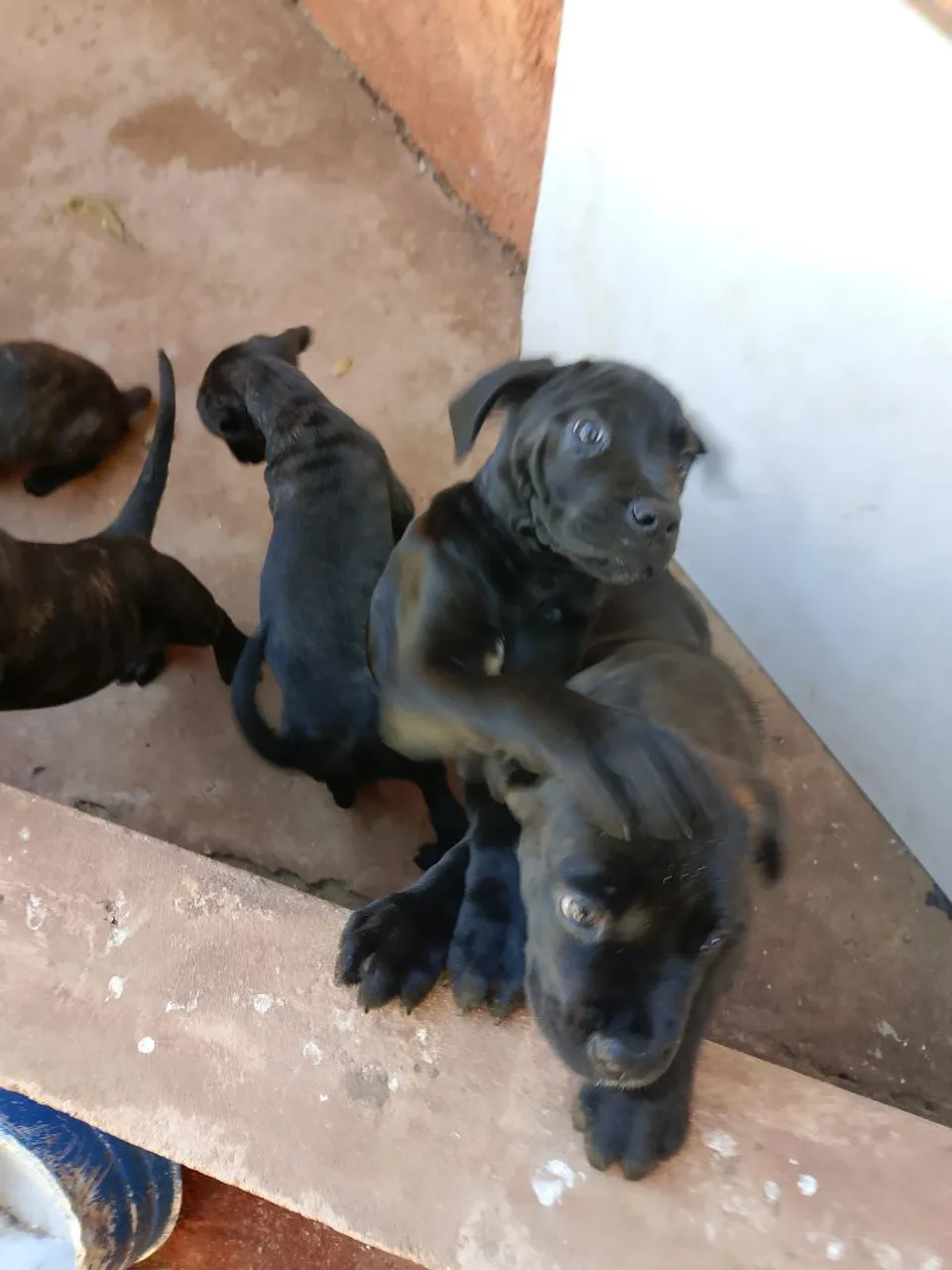 Lindos filhotes, vermifugados e vacinados