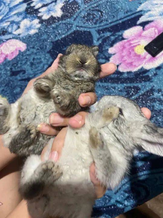 Coelhinho fofinho  - Foto 4