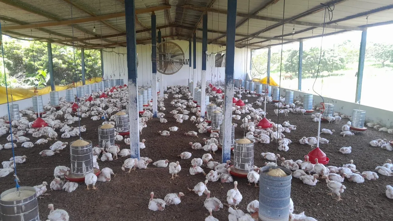 Sítio em itaporanga d'ajuda torando de bom!