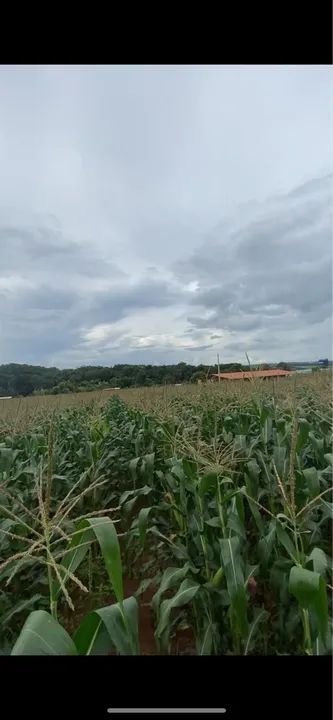 Vendo Silagem igrejinha 