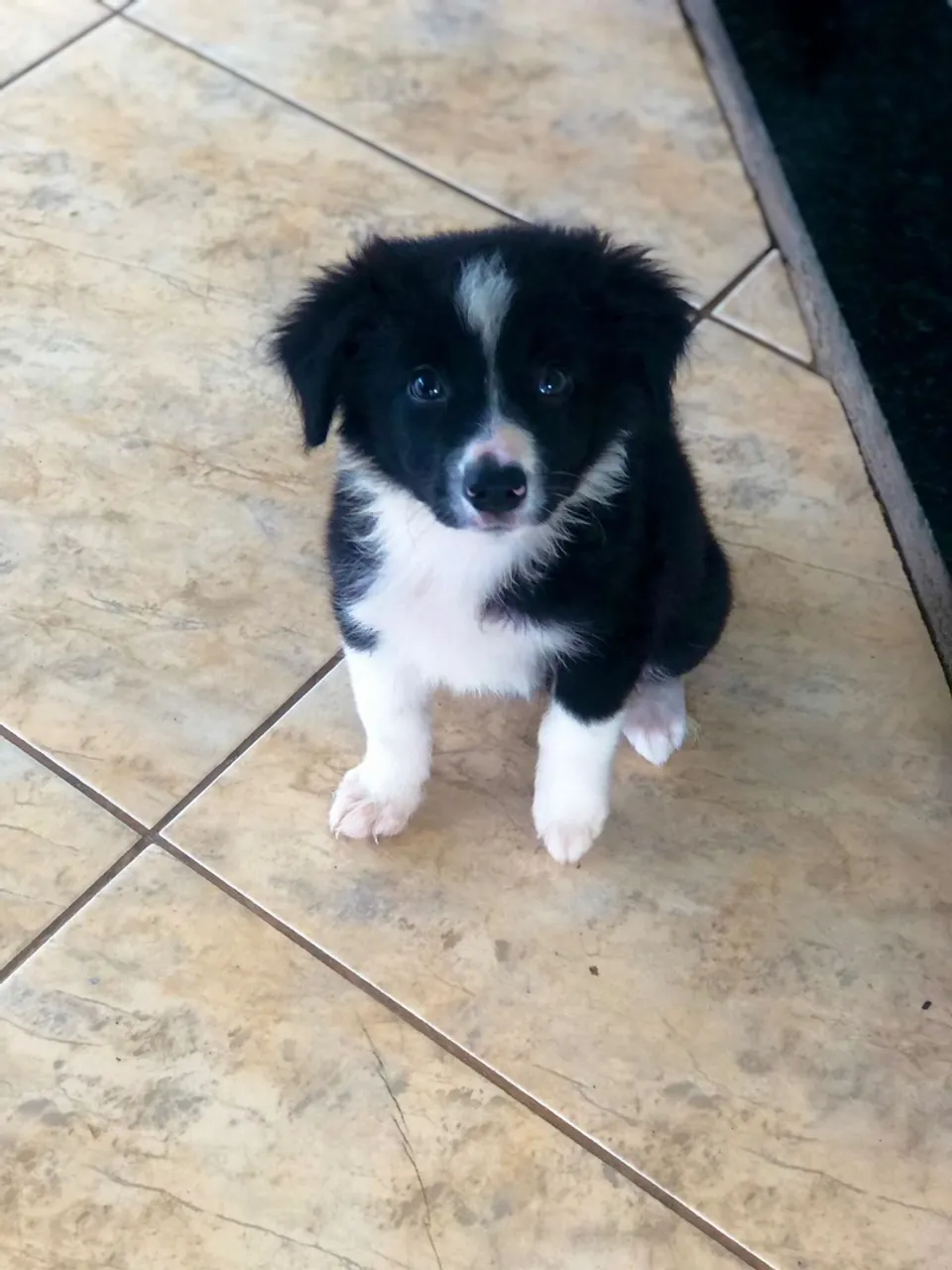 Filhotes de Border collie