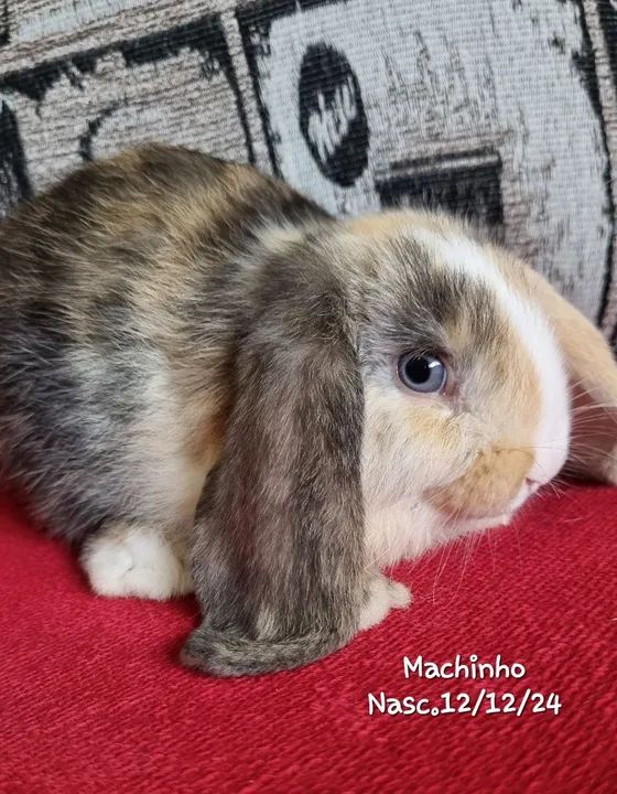 Coelhinho Mini Lop -Linhagem URUGUAIA LEIA 