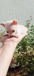 Pinscher zero branco