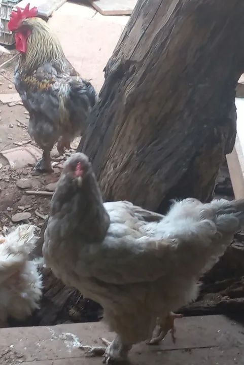 Casal De Galinha Bhama Americana ADULTA - Foto 5