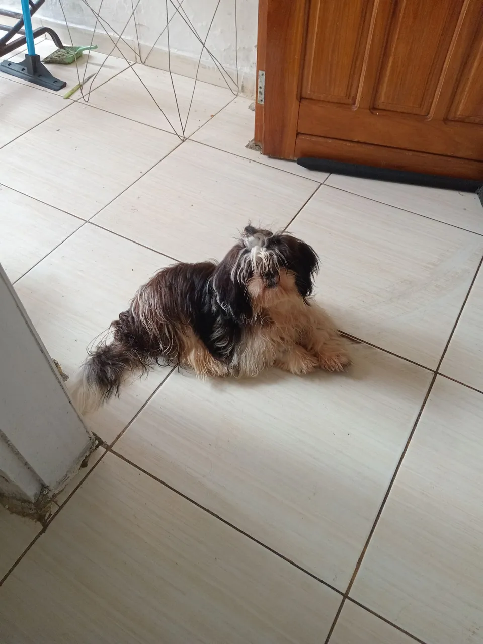 Shih Tzu adorável pra vende motivo vou embora pra outro estado ela tem 6.mes .1000