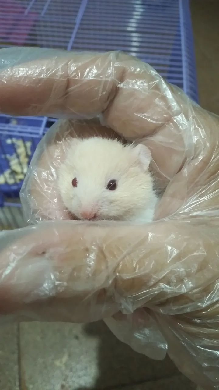 Hamster sírio filhote - Foto 3