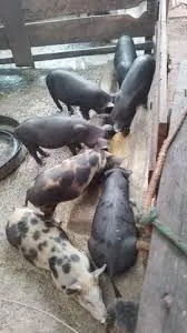Porco caipira para venda vivo ou limpo