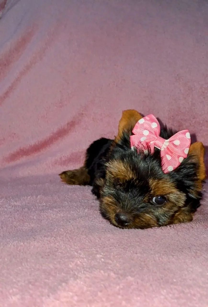 Yorkshire Terrier fêmea  - Foto 4