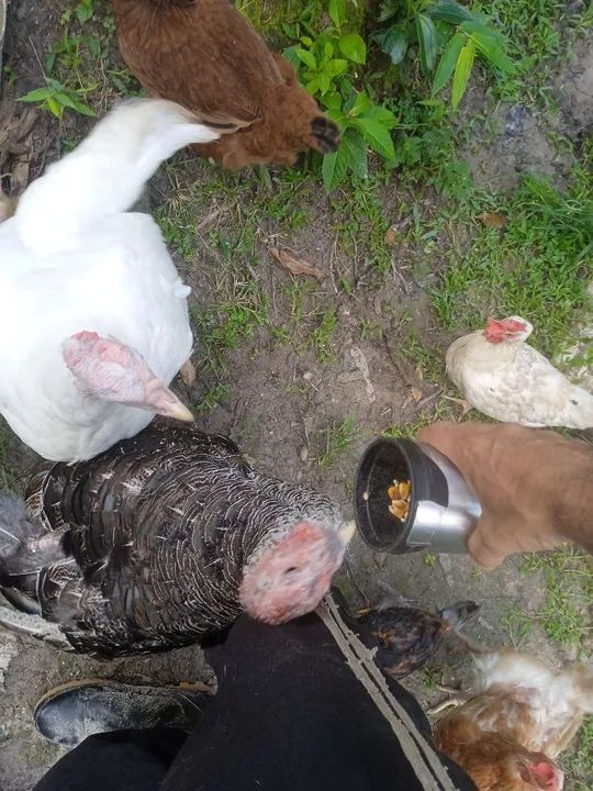 Desapegando. Não vendo separado - Foto 4