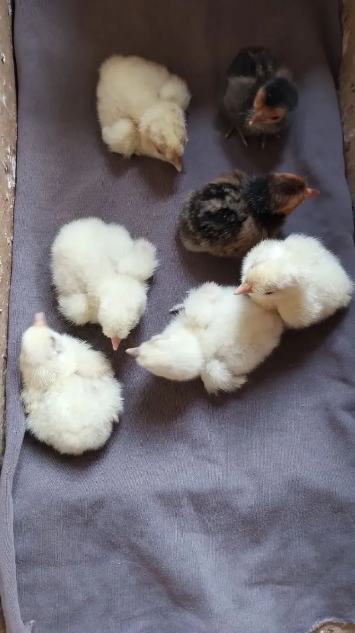 Pintinhos sedosas e serbiht  - Foto 2