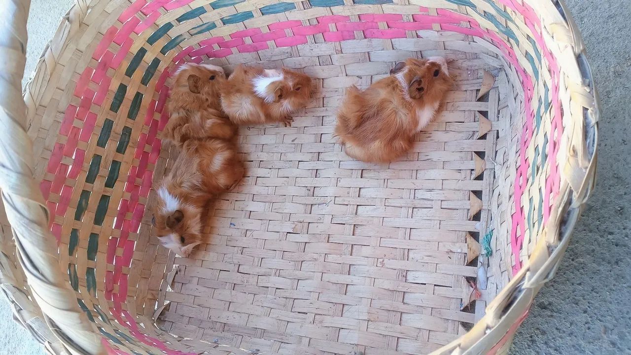 Filhotimhos de Porquinho da Índia