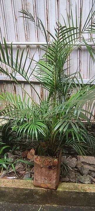 Areca-bambu - Foto 2