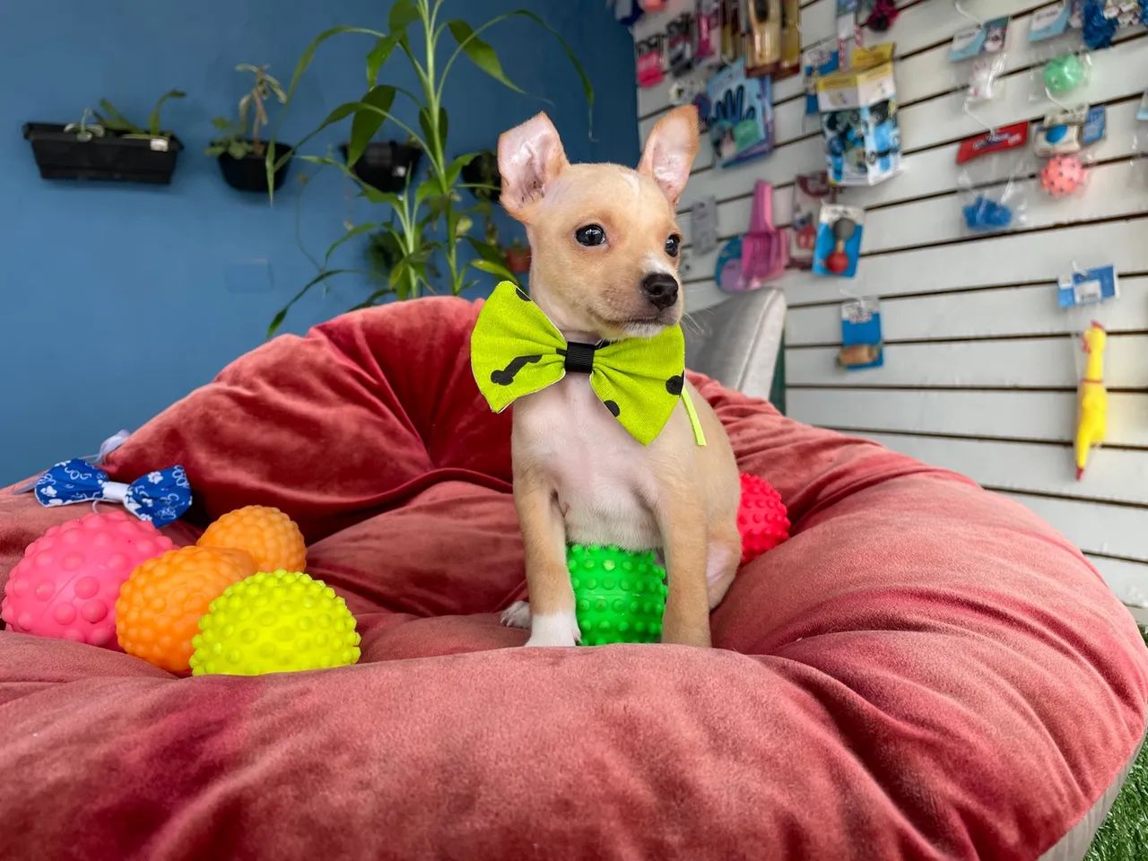 Mega promoção Pinscher macho $1.100,00 - Foto 2