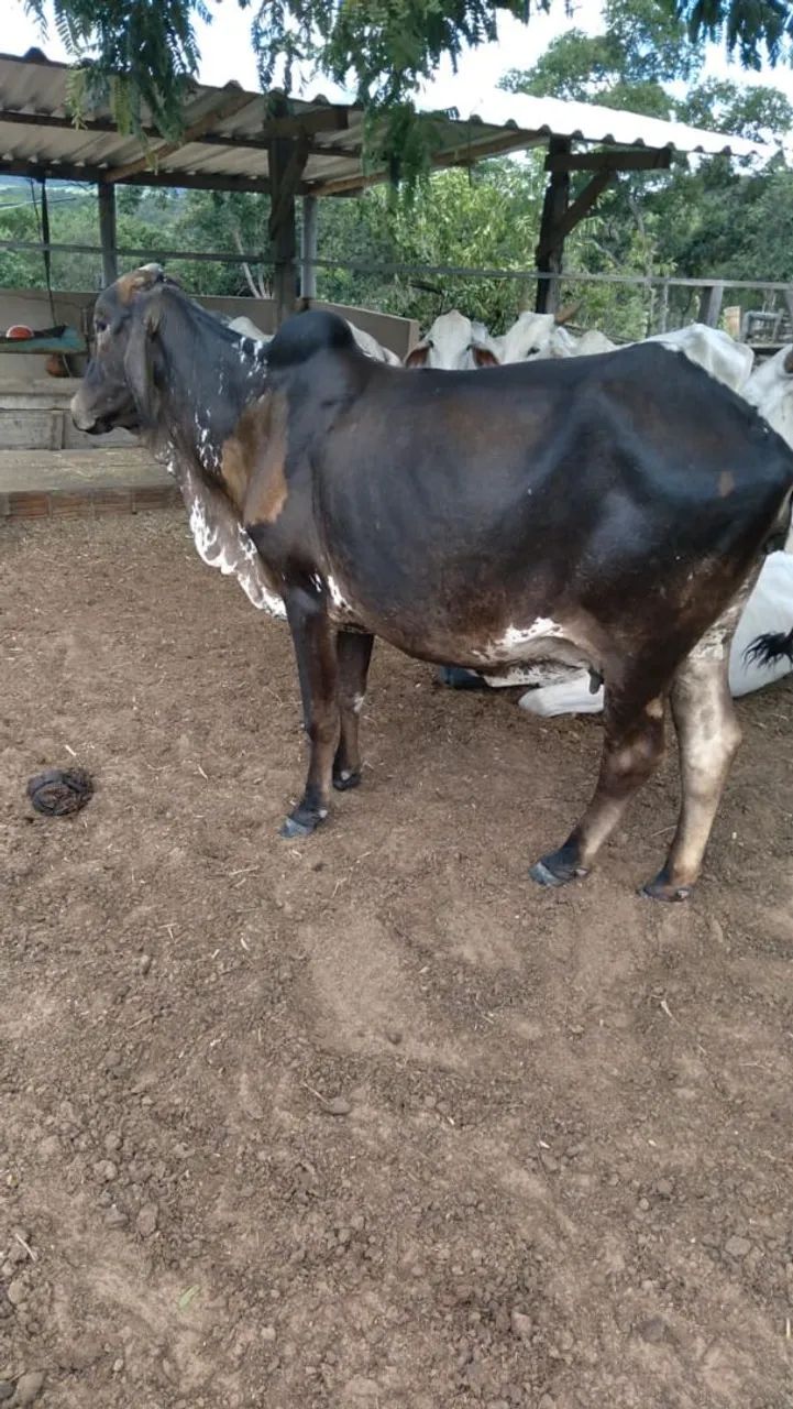 Vendo 6 vacas, excelentes criadeiras  - Foto 4