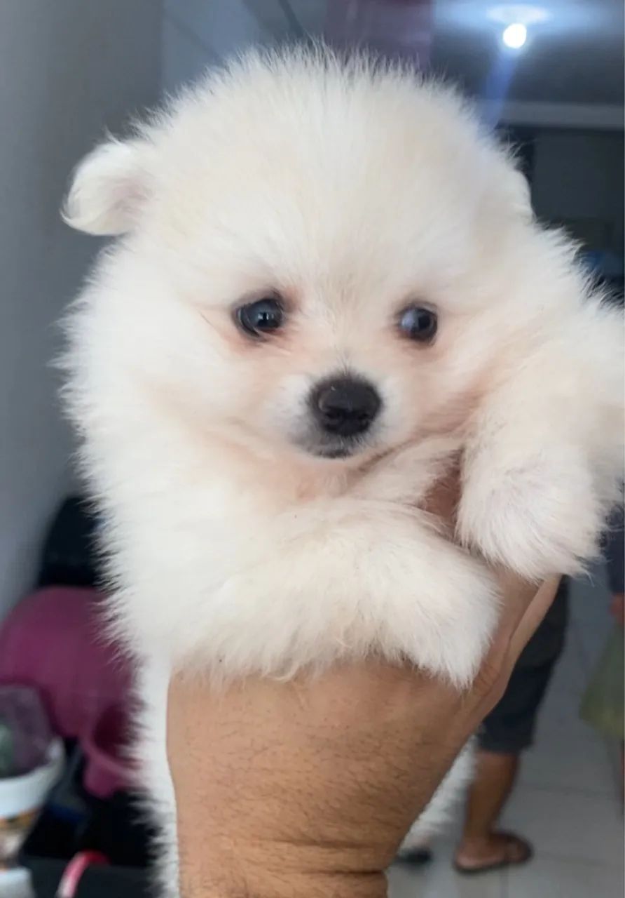 Filhote de Spitz Alemão disponíveis  - Foto 4