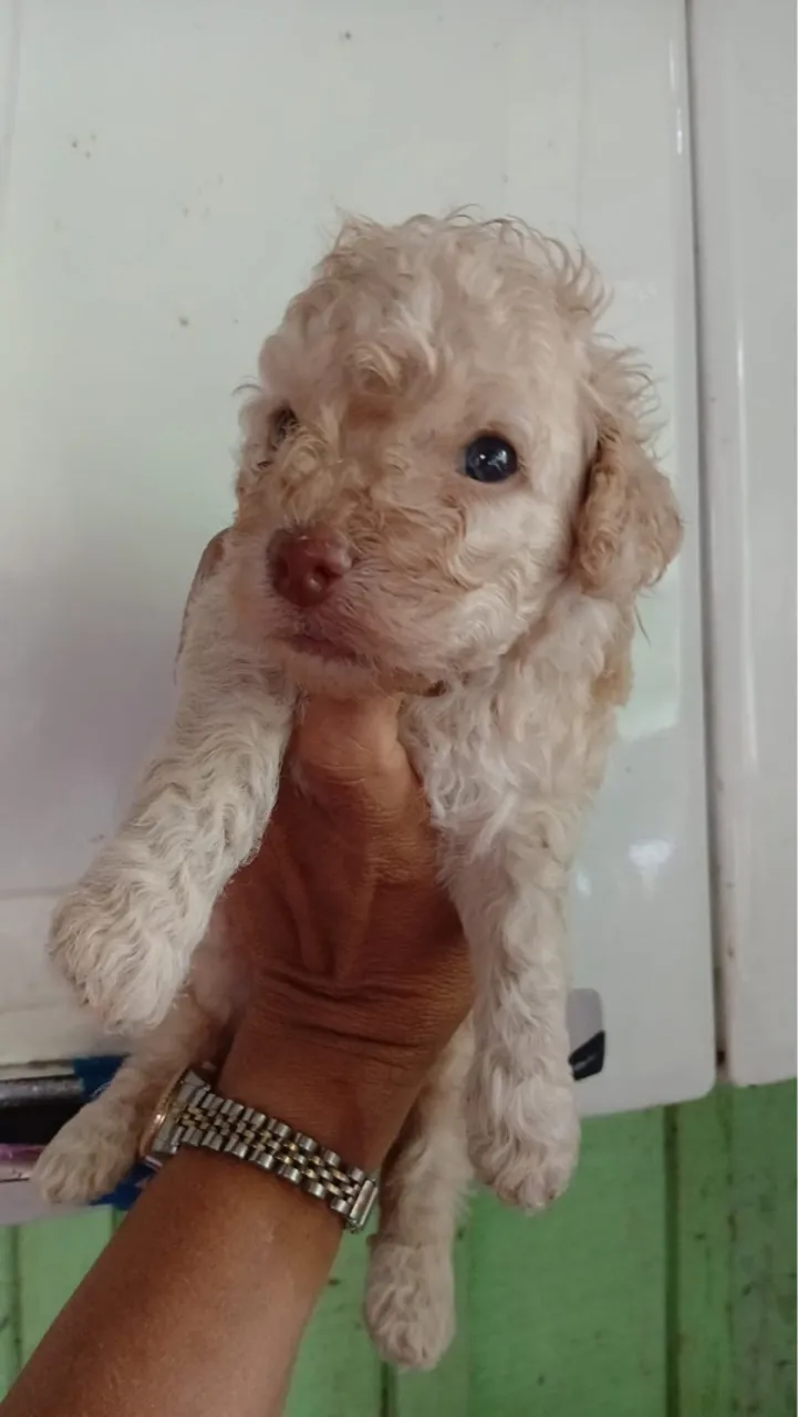 Poodle Toy 