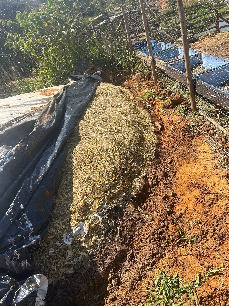 Silagem de milho 64309220546435122