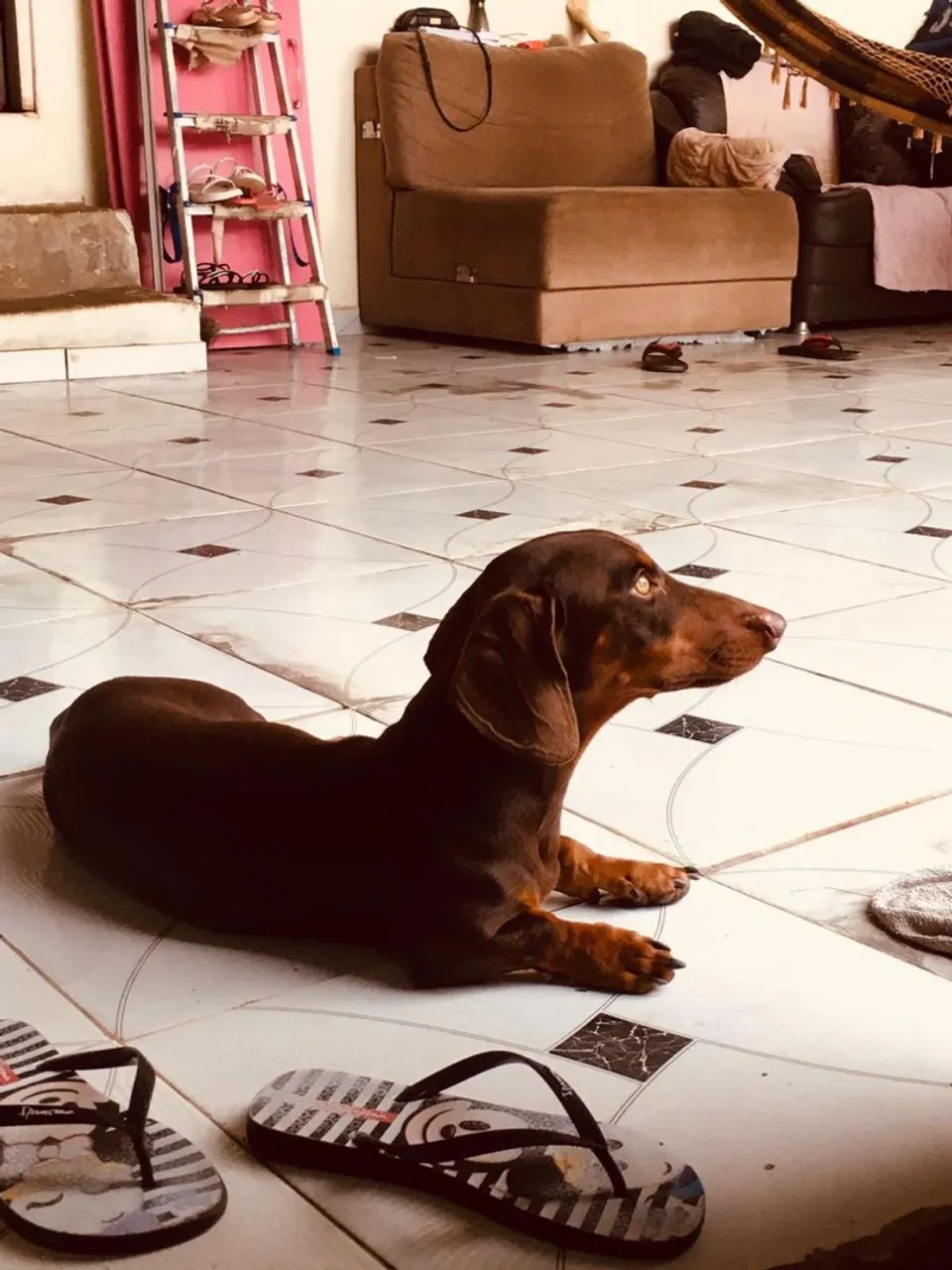 Dachshund - macho
