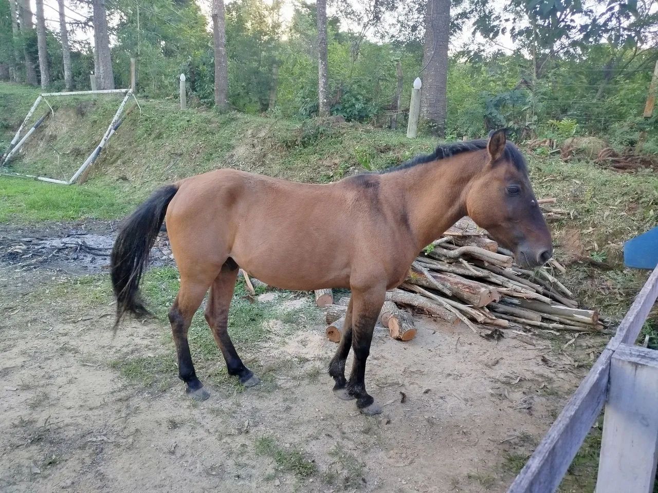 Cavalo - Foto 2