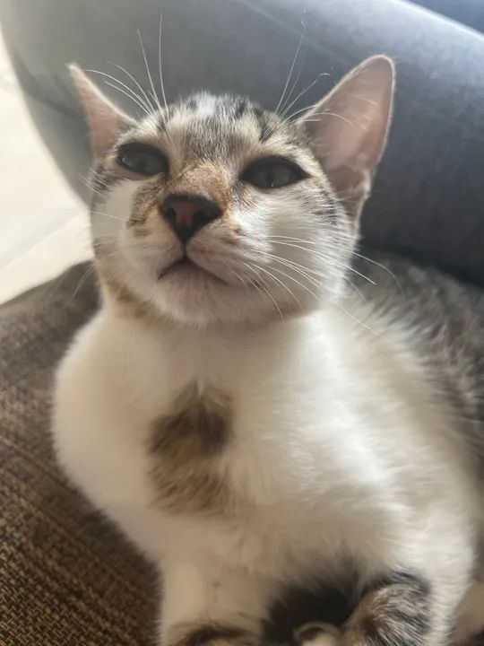 Gatinha linda e brincalhona para adoção - Foto 3