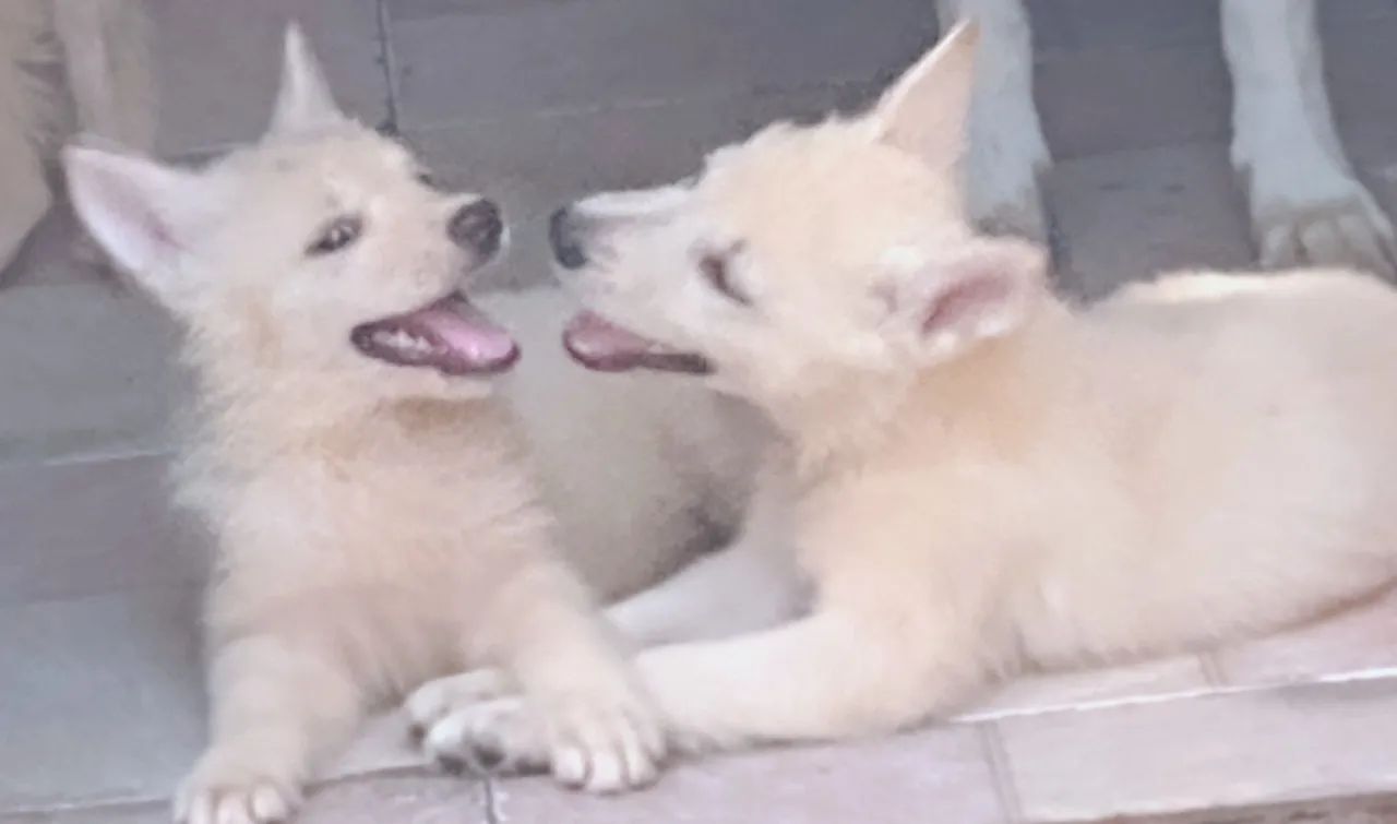 Pastor Branco Suíço  - Foto 4