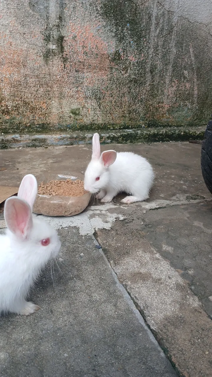 Lindos coelhos