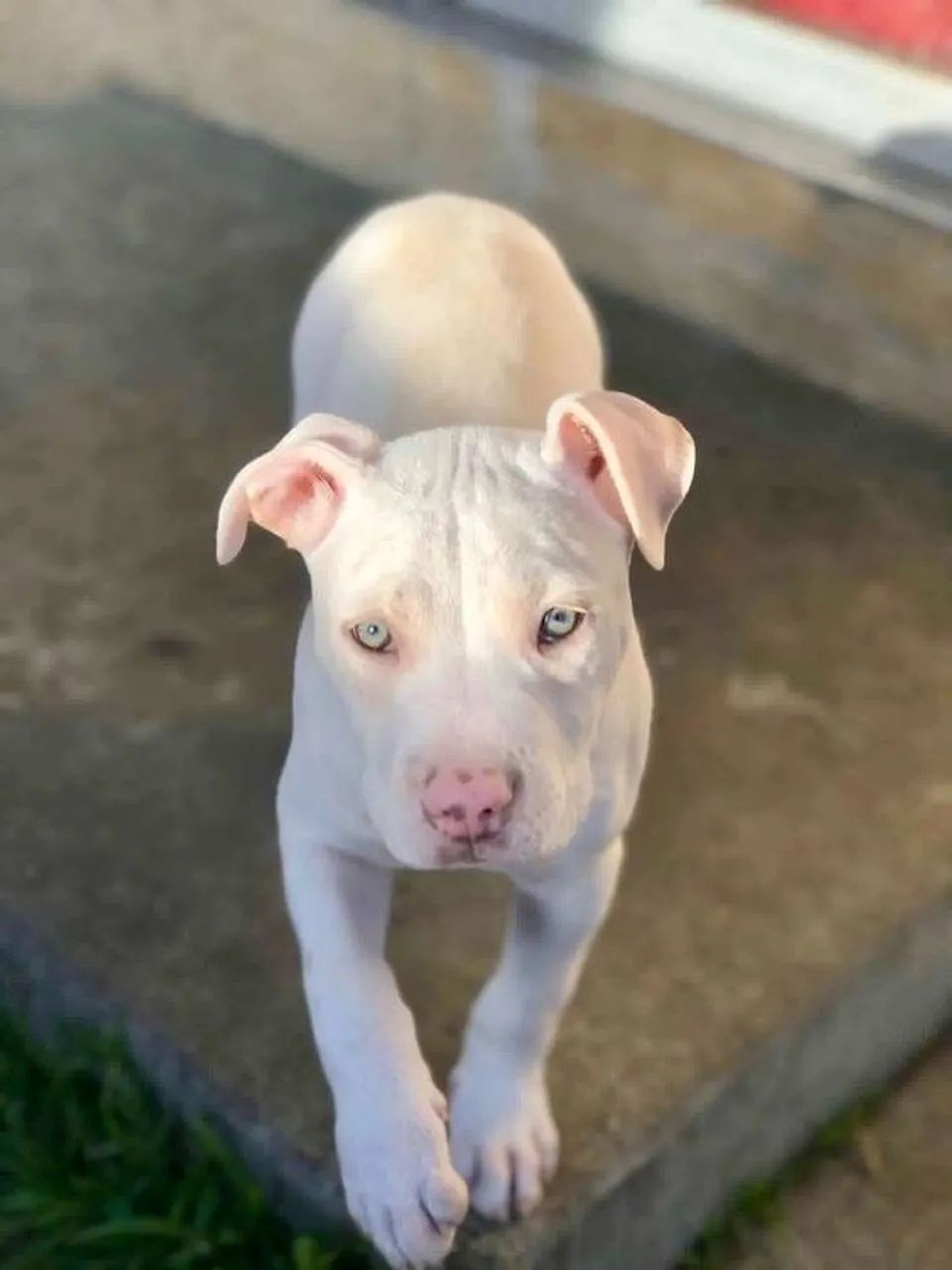 Filhotes de Pitbull de Alta Qualidade - Um Novo Companheiro Espera por Você - Foto 3