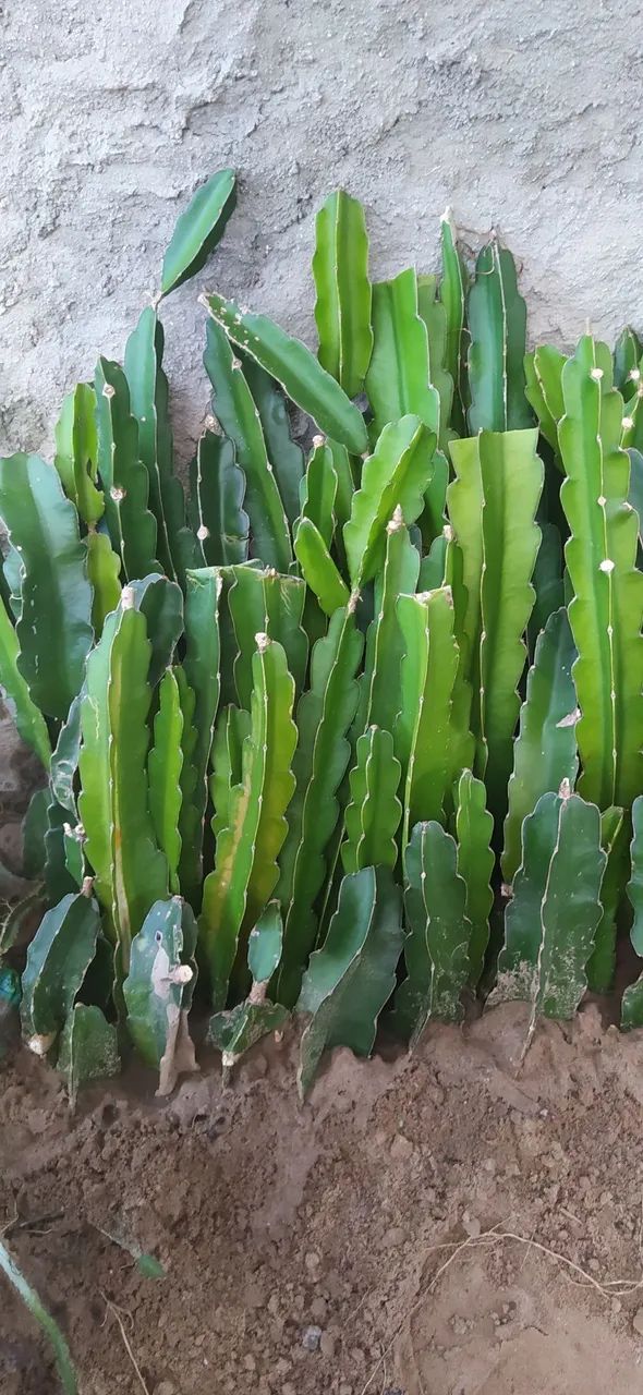 Mudas de Pitaya - Foto 4