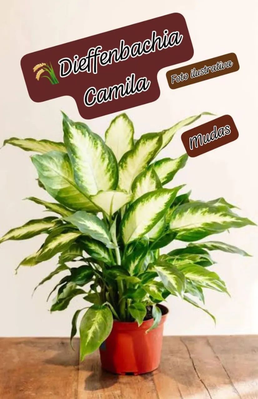 Dieffenbachia Camila - Muda