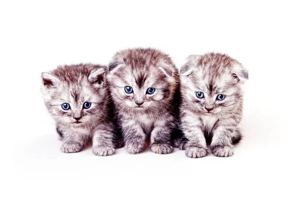 Gato Scottish fold (Havila filhotes vendedora Caroline)  - Foto 2