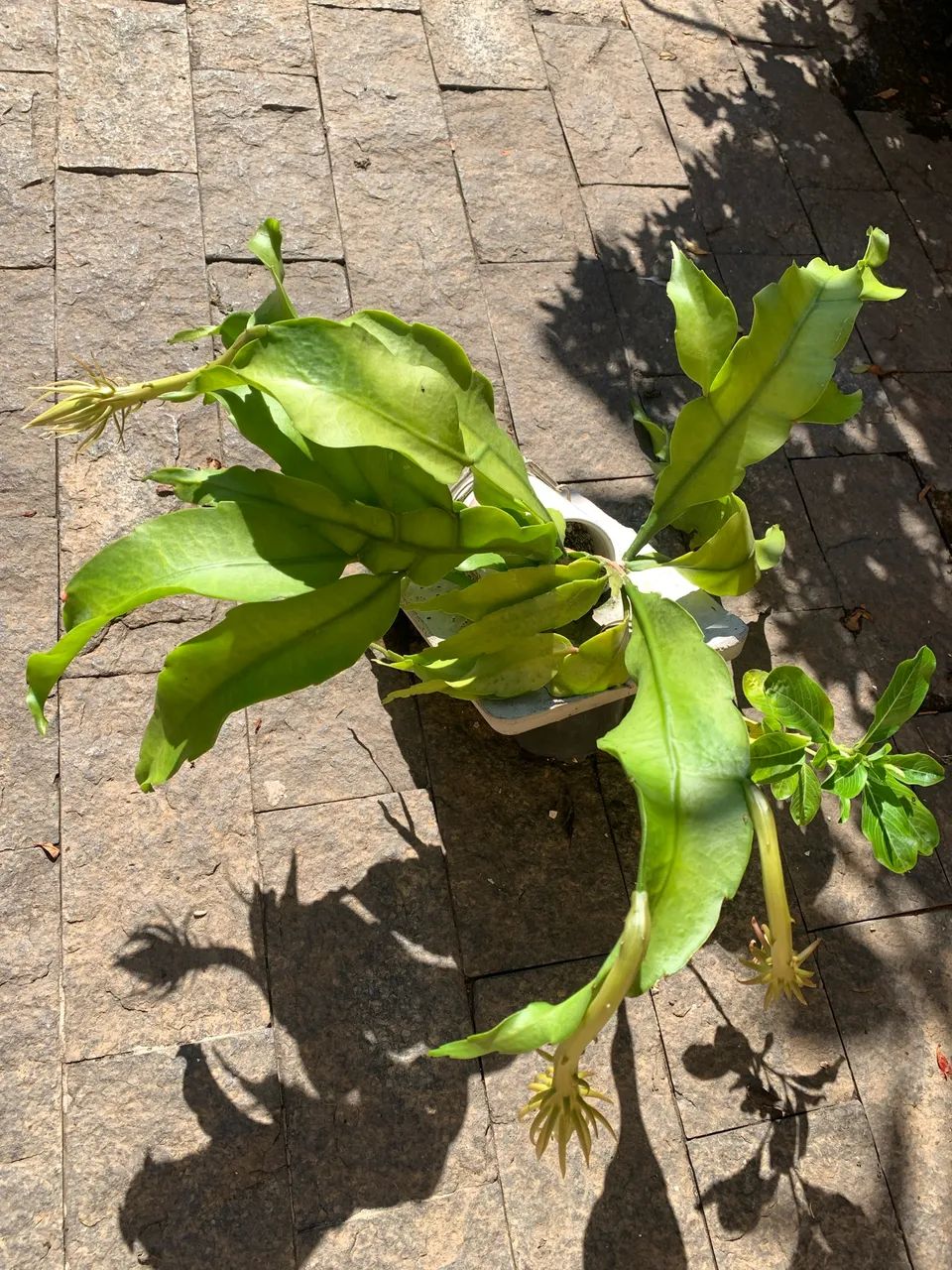 MUDA ORQUÍDEA DAMA DA NOITE - Foto 5