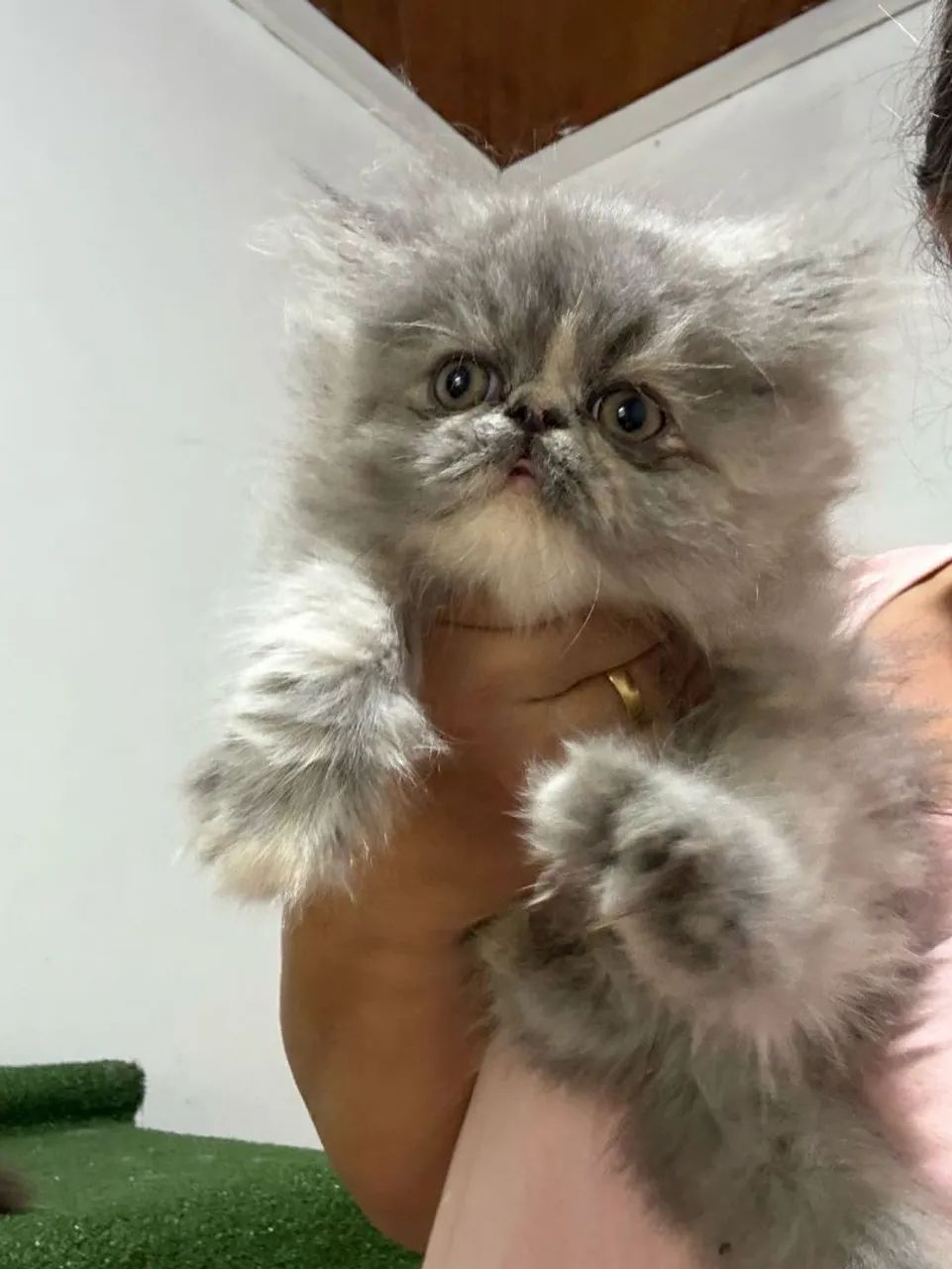 Gatinho Persa Cinza - Fofinho e Carinhoso!Com pedigree 