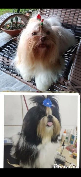 Shih tzu Mini macho - Foto 6