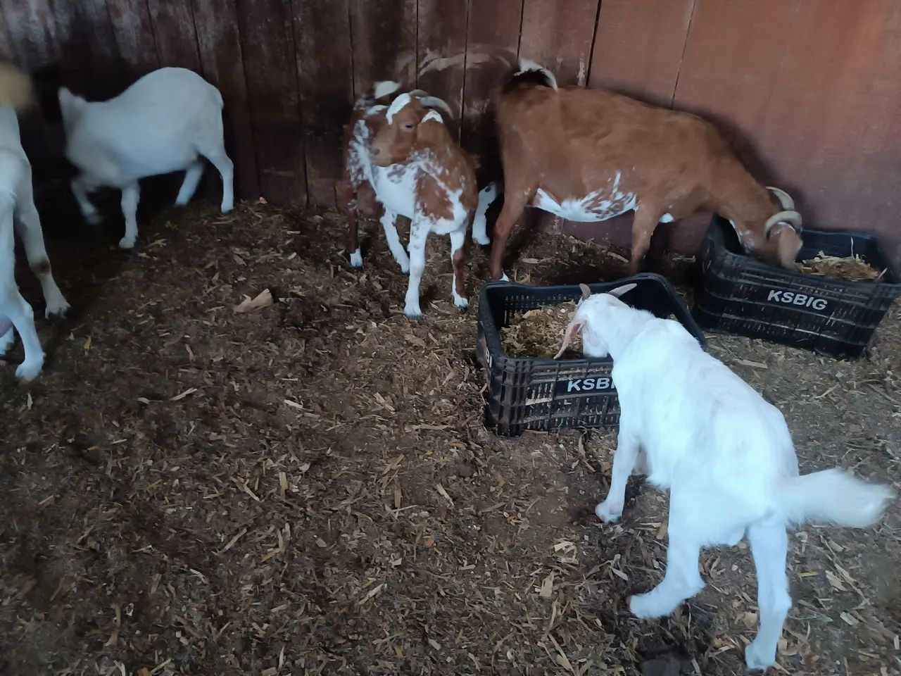 Cabras  - Foto 3