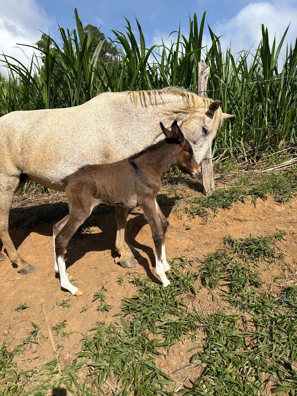 Burro lindo  - Foto 4