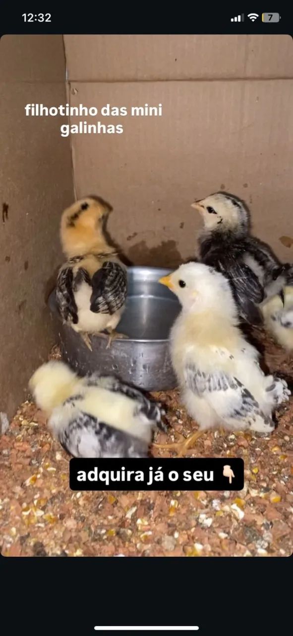 Pintinhos de Mini Galinhas / Garnisé - Genética Top e Saudáveis - Foto 4