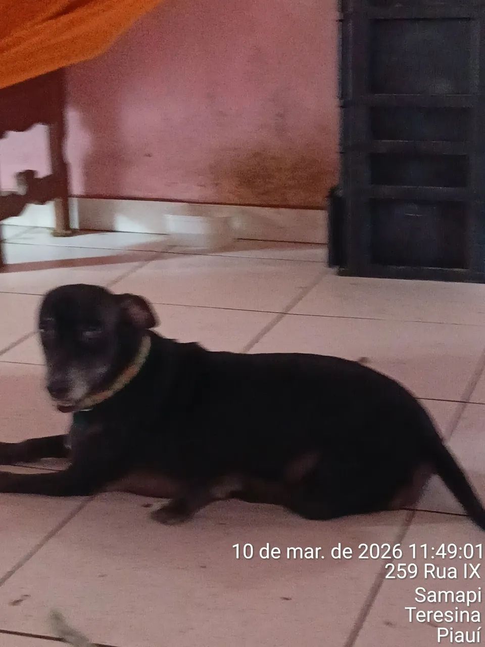 Adoção Responsável  - Foto 3
