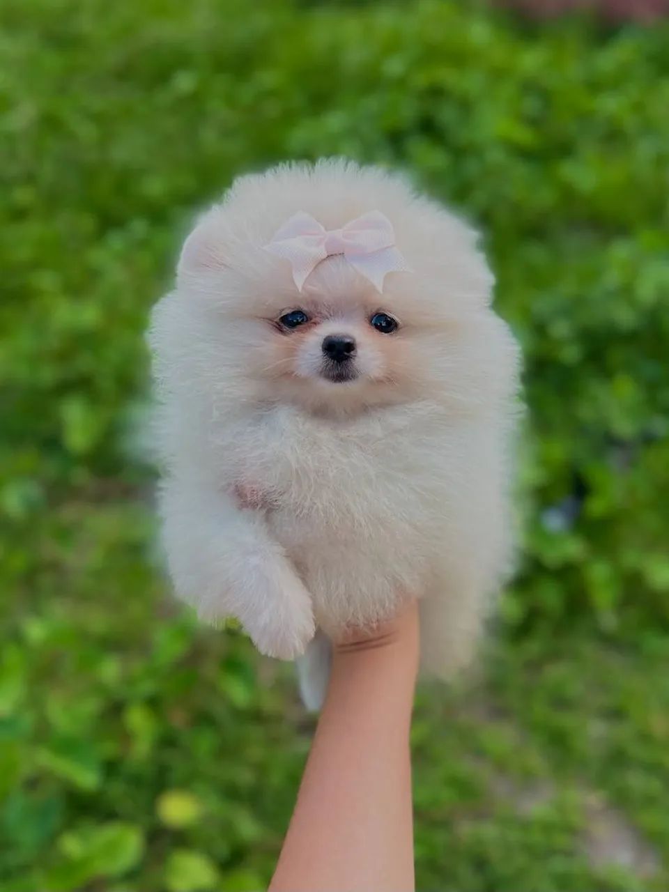 Cachorro  - Foto 4