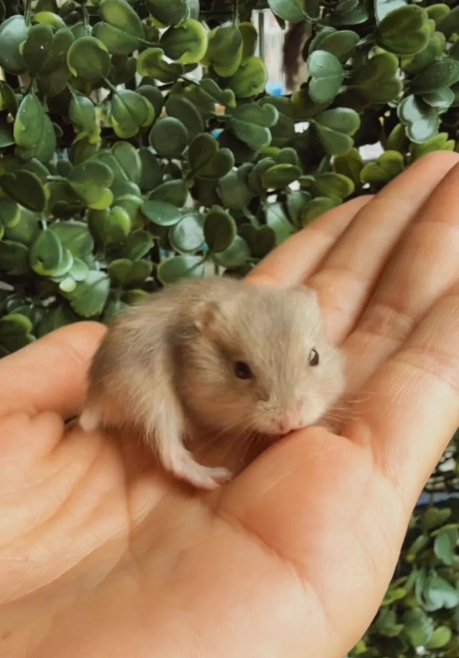 Filhote Hamster Anão russo 