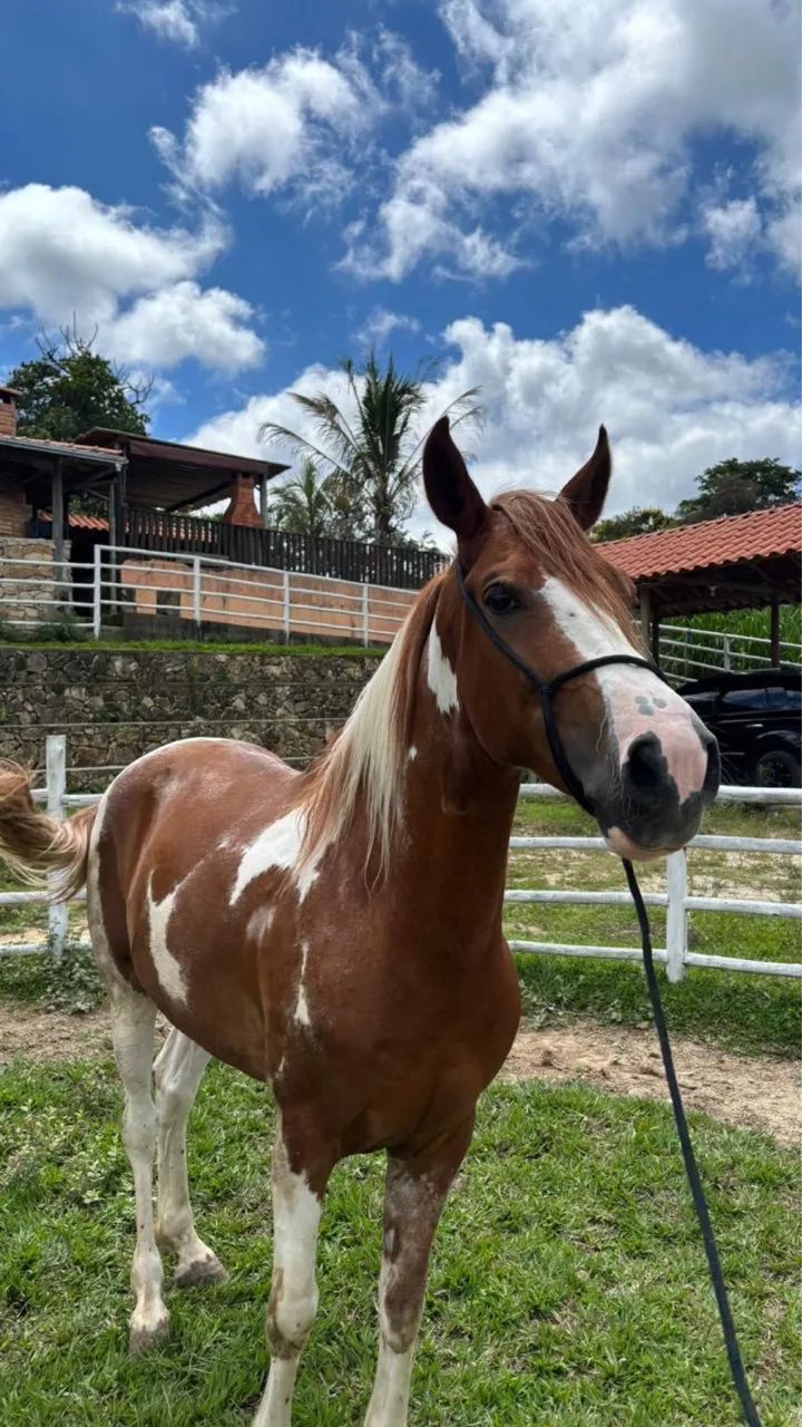 Cavalo macha batida 