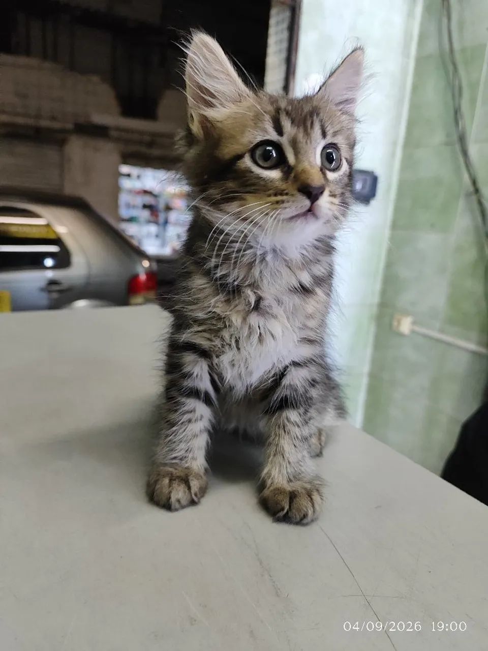 Gata adoção  - Foto 3