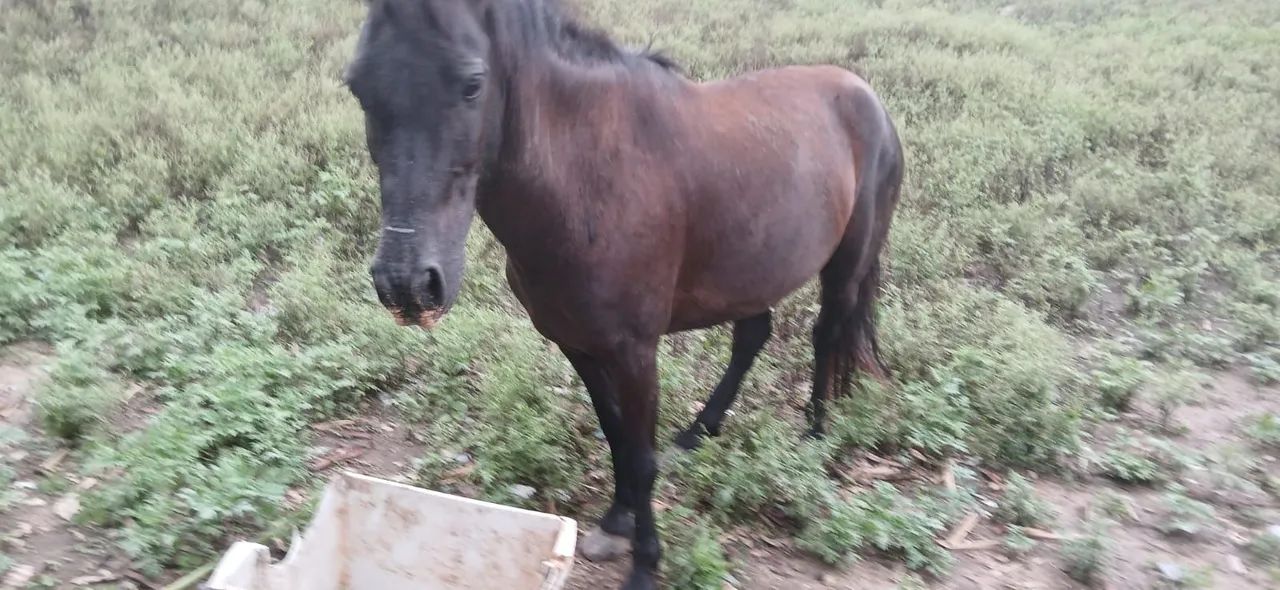 Cavalo piquira muito bonito!!! - Foto 5