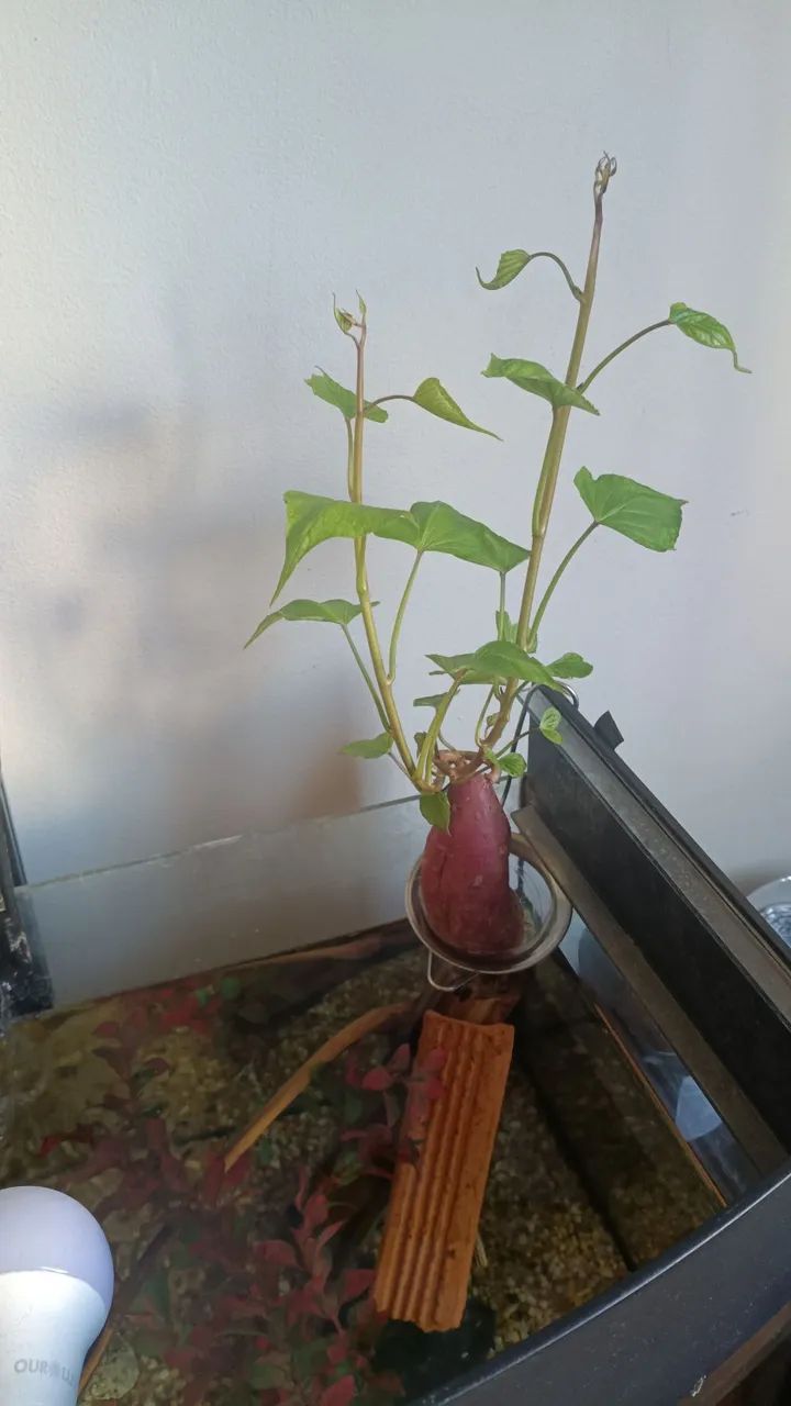 Aquário  - Foto 2