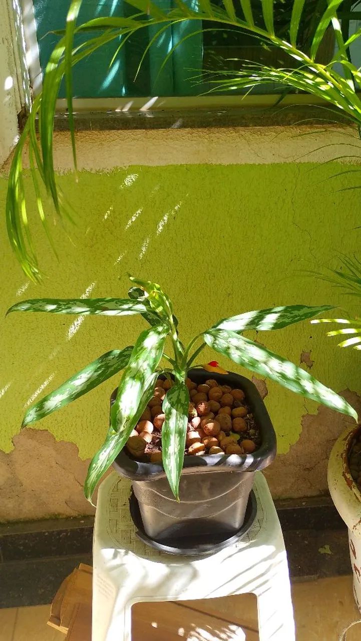 Desapego de planta  - Foto 2