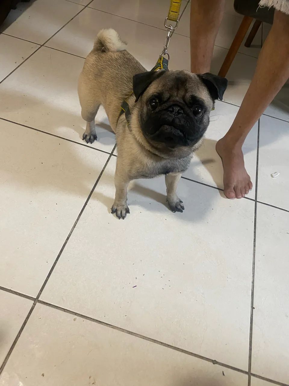 Vendo PUG  - Foto 3
