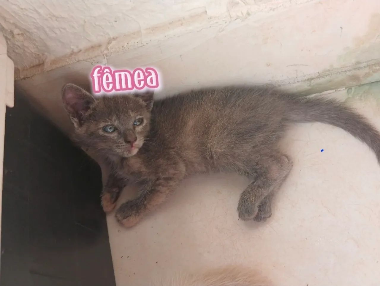 Gatos adoção  - Foto 3