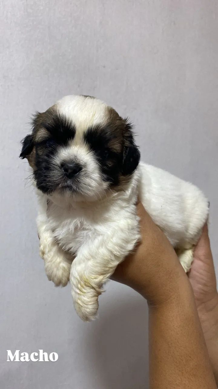 Shih tzu 